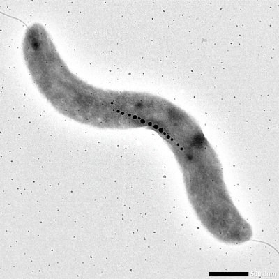 We study magnetotactic bacteria,  fascinating microorganisms with excellent properties for biomedical applications.