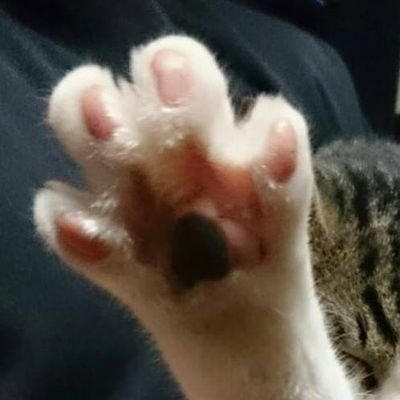 猫が好き/ジャルジャル/シソンヌ/鍵盤男子/ 海盗セブン鑑賞以降ますます三浦春馬くんにぞっこん/ラブ·レター鑑賞して音楽座にもぞっこん/真天地開闢集団ジグザグ/ドラム初心者/2022年バツイチという名誉ある称号を手に入れました/YAMAHAのデジドラもってます