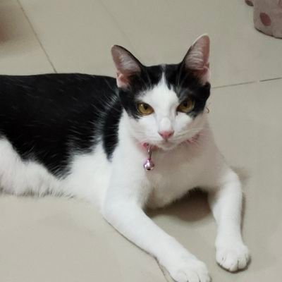 Demee_Is_a_cat's profile picture. A Cat
