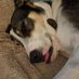Really Reticent resident (@notquietaussie) Twitter profile photo Really Reticent resident (@notquietaussie) Twitter profile photo