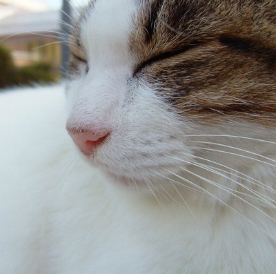 すきなものは猫/お布団/お米/活字。
愛するのはお酒、布団。