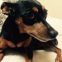 kavu (@kanusei0922) 's Twitter Profile