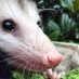 Awesome Possum (@AwesomePossuuum) Twitter profile photo