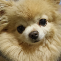 kotepu96's profile picture. チワワの虎徹 14歳8ヶ月、僧帽弁閉鎖不全症の手術予定でしたが、術前に肺炎にかかり旅立ちました。沢山のご声援、本当にありがとうございました。クラウドファンディングは目標を変えて継続予定です。無言フォローお許しください