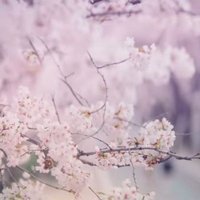 Seval (@sevalmelek0) Twitter profile photo