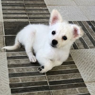 Babayag14673863's profile picture. If you want peace, get ready to war