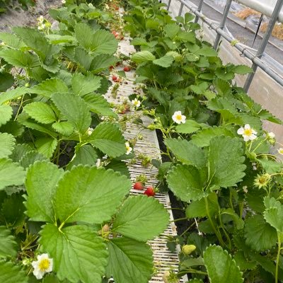 aji_xx321's profile picture. 2021.05〜口座開設START 初心者の為色々情報見たいので無言フォローすみません😣