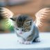 Cat Angel (@karlathome) Twitter profile photo