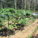 hi Pak Chong - @hipakchong - Twitter