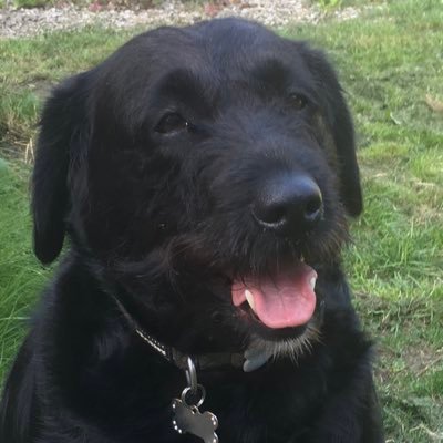 Hi fur friends-I’m Sophie-a 10 year old diabetic Labradoodle-I live with my sister Poppy.Member #theruffriderz