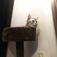 うーにゃ (@nyanya_secret) Twitter profile photo