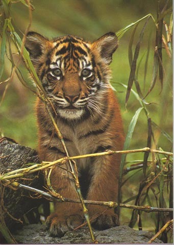 I am 1 in 400 Sumatran tigers left in the wild, Very soon we will all become extinct. Please be sure to also follow us on facebook.