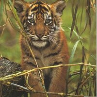 Sumatran Tiger (@sumatrantiger1) 's Twitter Profile