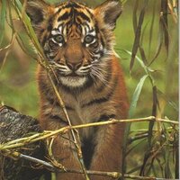 Sumatran Tiger(@SumatranTiger1) 's Twitter Profileg