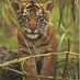 Sumatran Tiger (@sumatrantiger1) Twitter profile photo
