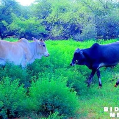 Ramadanalifarah's profile picture. 