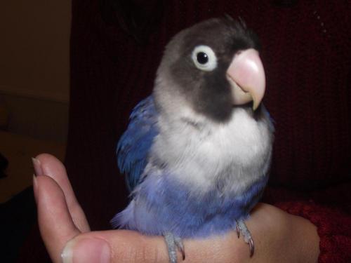 splomas's profile picture. 