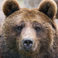 Russi 🐻(@russellmoore) 's Twitter Profile Photo