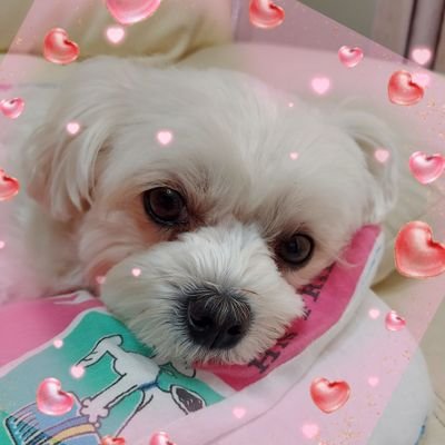 マルチーズ優瞳(ユメ)2018/8/6生6歳♀️マルプー優心(ニコ)2023/5/16生1歳♀️
2005/4/10-2018/7/10美優(ミユ)13歳3ヵ月♀️🌈2005/4/10-2020/3/4優春(マサハル)14歳11ヵ月♂️🌈無言フォロー失礼します🍀
#マルチーズ#マルプー#スヌーピー
