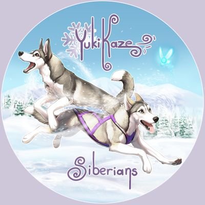 Hello, I'm Megan. I have a team of working Siberian Huskies known as Yukikaze Siberians. My main focus is mushing and sometimes we dabble in dog sports.