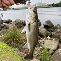 さとしーばす🎣 (@satoshi_seabass) 's Twitter Profile