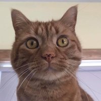 Joel Ingersoll 🥌 (@flyoverjoel) 's Twitter Profile Photo