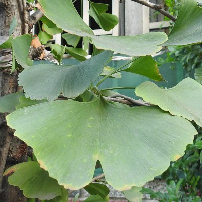 Passania's profile picture. 嗨～～～～
已過花甲之年的老頭，很宅的宅男，喜歡拈花惹草，特別喜歡看花，也喜歡打網球及羽球，但年紀大了，很喘。
１８１／７５／６２，開始發福後，已逼近死胖子之列。歡迎交友交流，特別喜歡聽有智慧之人論事分析，多聽聽別人的意見，也給自己長長知識咯！投資，理財，數字貨幣的就請別處狩獵咯！