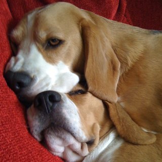 2_Beagles's profile picture. We are brother and sister beags, born 22-09-07 We love to chew and fight together and cuddle our mum! Sadie 🌈 19-02-19. 💔😢