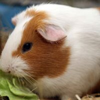 cloverdale (@cloverdale) 's Twitter Profile