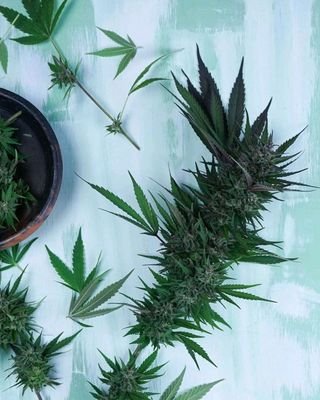 MTHF93756562's profile picture. livraison à domicile via👇🌿
WhatsApp+33 7 53 50 93 68
Snapchat//weedfrw_w