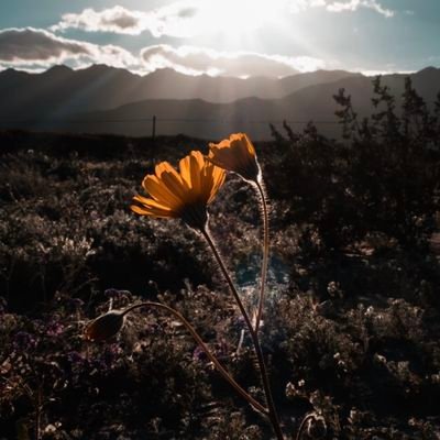 molham7_'s profile picture. ولست إلا راحلا يبتغي طيب الأثر | اللهم طموح لا ينقطع | مُلهم حيث الإلهام لا ينتهي