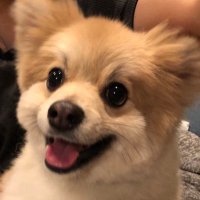 でかポメのぱる (@pomepal) 's Twitter Profile