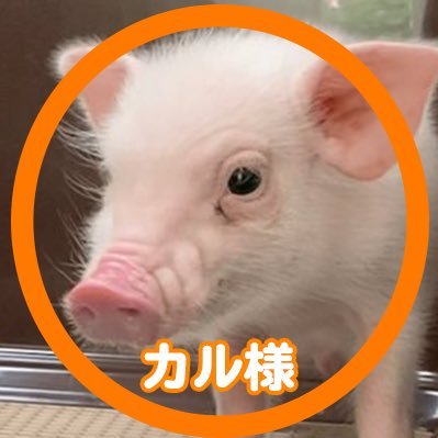 ミニブタのカルビくんこと、カル様のゆるふわ動画を配信中。 甘えん坊で食いしん坊な、めちゃくちゃかわいいミニブタちゃんです。YouTube、TikTokもよろしくお願いします🐷