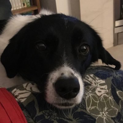 VSDmcfc's profile picture. MCFC fan. Romanian Rescue Dogs 💙🙏🏼. ‘We’re all just walking each other home’ Ram Dass💙🙏🏼