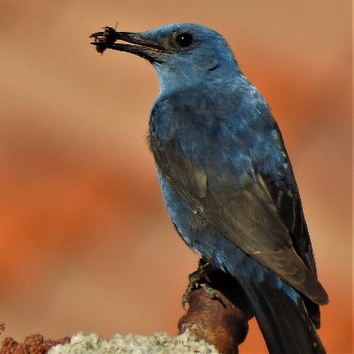 Naturaleza, meteo, pajareo...
Iré colgando pajareos y alguna foto  para identificar.
Aficionado. Agradezco correcciones.
Ama a las aves. Odia el fascismo.