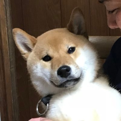 2020年10月生まれの柴犬を飼っています。名前は大吉！元気な雄です^ ^無言フォロー、無言いいね失礼します☺️💦よろしくお願いします！🐕✨