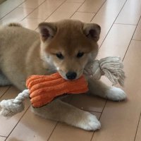 Junichi Tomita (@jun_v18) 's Twitter Profile