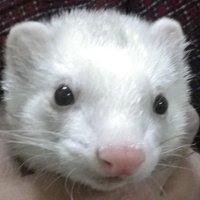 HS（いたち好き編集者） (@little_hs) 's Twitter Profile Photo