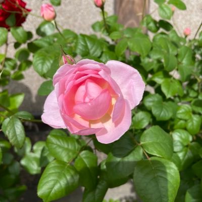 窪田正孝さん、火アリが大好きです