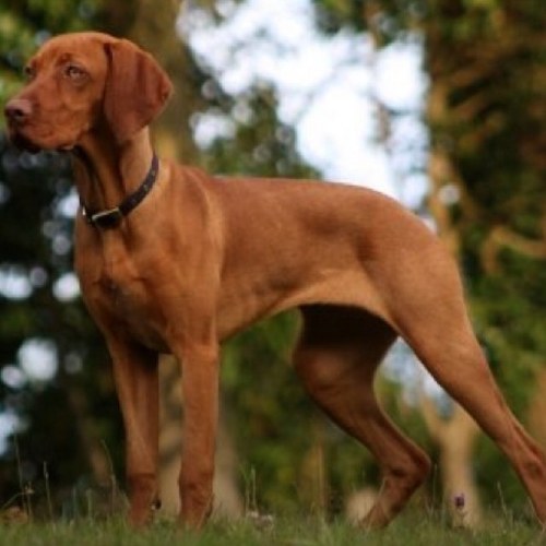 Love the countryside and country pursuits. Working my Vizsla, shooting & skiing.