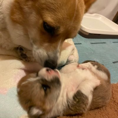ぺっちゃんさんのプロフィール画像