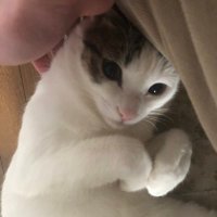 パッチ@ビジネス (@luirq3whno02fof) 's Twitter Profile