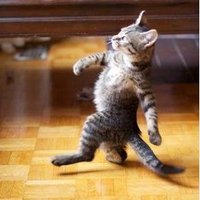 Electron (@atapene) 's Twitter Profile Photo