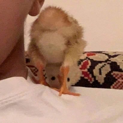 MineIsALawyer's profile picture. Supposedly a professional account as I put a duck's butt as my picture| #100devs | A software engineer and a lover of everything Art