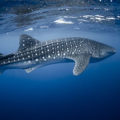 Just swimming through these waters look for crypto. Sometimes you find truths and get called a conspiracy theorist.
