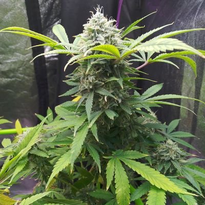 Seeking for the easiest, laziest, smart-ass way to grow.
Not buying, selling OR need lights.