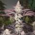 New York State Gorilla Growers (@GrowersNy) Twitter profile photo