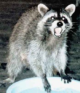 RantingRaccoon's profile picture. 