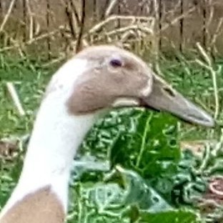 Swimming through murky waters of cancer treatment. Wanting the Earth to heal, so all her children can thrive. Skin, fur, feather, chitin, and leaf