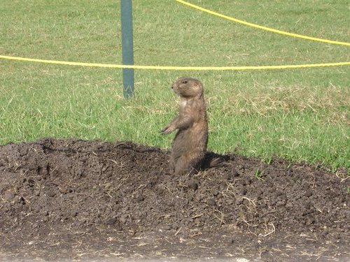 Yeah- so, I am a Prairie Dog. What's all the fuss? Digging holes is my game and meeting Bill Murray is my game.